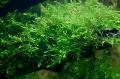 Freshwater Plants Willow moss   Photo