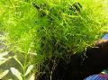 Freshwater Plants Slender Naiad   Photo