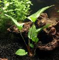 Aquarium Aquatic Plants Anubias gracilis Photo and characteristics