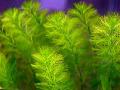 Aquarium Aquatic Plants Brazilian milfoil, milfoil Photo and characteristics