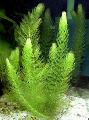 Aquarium Aquatic Plants Hornwort Photo and characteristics