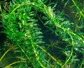 Freshwater Plants Giant elodea, Pondweed   Photo