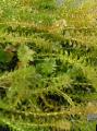 Freshwater Plants Canadian Pond weed   Photo