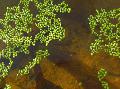 Aquarium Wasser-pflanzen Wurzellose Wasserlinsen Foto und Merkmale