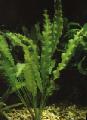 Aquarium Aquatic Plants Aponogeton undulatus Photo and characteristics