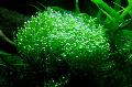 Aquarium Aquatic Plants Crystalwort Photo and characteristics