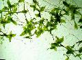 Aquarium Wasser-pflanzen Lemna Trisulca Foto und Merkmale