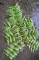 Aquarium Plants Eared Watermoss ferns  Photo