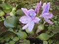 Aquarium Aquatic Plants Water hyacinth Photo and characteristics
