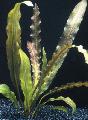 Aquarium Aquatic Plants Aponogeton rigidifolius Photo and characteristics