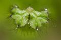 Freshwater Plants Ricciocarpus natans   Photo