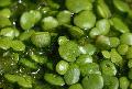Freshwater Plants Lemna gibba   Photo