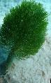 Marine Plants (Sea Water) Shaving Brush Plant   Photo