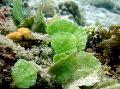 Marine Plants (Sea Water) Mermaid\\\'s Fan Plant   Photo