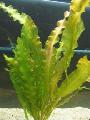 Aquarium  Wavy-edged swordplant, Ruffled Aponogeton Photo and characteristics