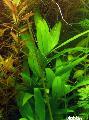 Aquarium Aquatic Plants Hygrophila corymbosa Siamensis Photo and characteristics