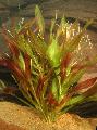 Aquarium Aquatic Plants American wild celery Photo and characteristics