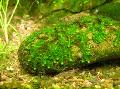 Aquarium Aquatic Plants Weeping moss Photo and characteristics