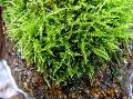 Freshwater Plants Triangle Moss   Photo