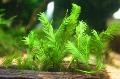 Aquarium Aquatic Plants Griff, Doormat moss Photo and characteristics