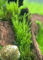 Freshwater Plants Zipper moss   Photo