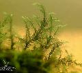 Aquarium Aquatic Plants Willow moss Photo and characteristics