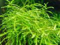 Aquarium Aquatic Plants Mini Taiwan Moss Photo and characteristics