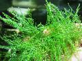 Aquarium Aquatic Plants Stringy Moss Photo and characteristics