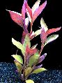Aquarium Aquatic Plants Alternanthera lilacina Photo and characteristics