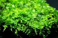 Aquarium Aquatic Plants China-moss Photo and characteristics