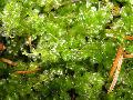 Aquarium Plants Mini-Perlenmoos mosses  Photo