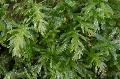 Freshwater Plants Hart*s-tongue Thyme Moss   Photo
