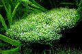 Freshwater Plants Riccia sp. dwarf   Photo