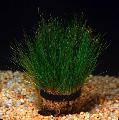 Aquarium Aquatic Plants Dwarf Hair Grass Photo and characteristics