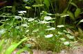 Aquarium Wasser-pflanzen Whorled Abel, Wassernabel Foto und Merkmale
