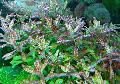 Aquarium Aquatic Plants Hygrophila sunset Photo and characteristics