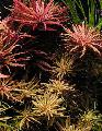 Aquarium Aquatic Plants Limnophila aromatica Photo and characteristics