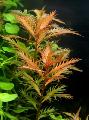 Aquarium Aquatic Plants Mermaid Weed Photo and characteristics