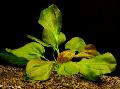 Aquarienpflanzen Echinodorus Auseinander   Foto