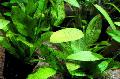 Aquarienpflanzen Echinodorus Ozelot Grün   Foto