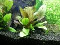 Aquarium Aquatic Plants Echinodorus Ozelot  Red Photo and characteristics