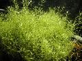 Aquarienpflanzen Microcarpaea Minima   Foto