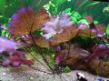 Aquarium Aquatic Plants Seerose (Tigerlotus) Photo and characteristics