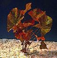 Aquarium Aquatic Plants Rubra Water Lily (Red/Pink Lotus) Photo and characteristics