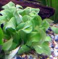 Aquarium Aquatic Plants Thin-leaf Brookweed Photo and characteristics