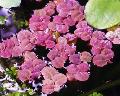 Freshwater Plants Red Root Floater   Photo