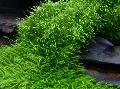 Aquarium Wasser-pflanzen Utricularia Graminifolia Foto und Merkmale