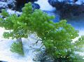 Aquarium Aquatic Plants Grape Caulerpa Photo and characteristics