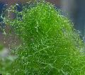 Aquarium Aquatic Plants Spaghetti algae (Green Hair Algae) Photo and characteristics