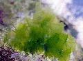 Aquarium Aquatic Plants Sea lettuce Photo and characteristics